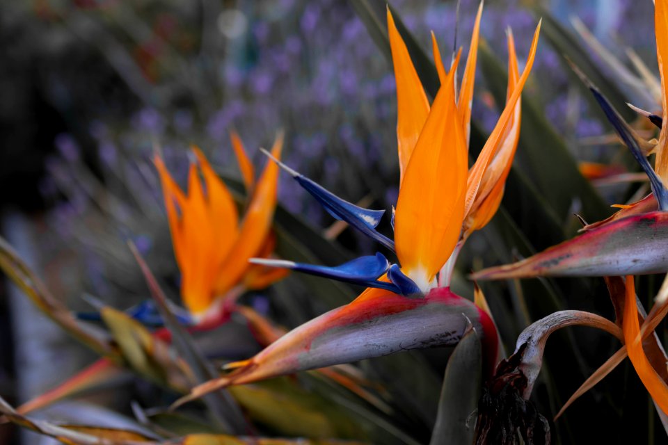 Bird of paradise flower