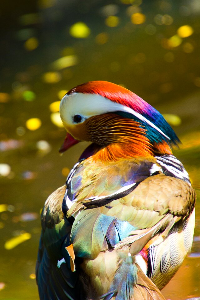 Mandarin duck duck bird