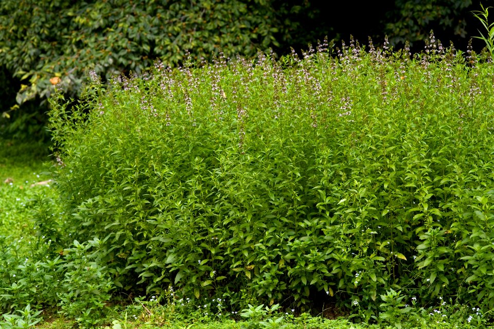 Mentha piperita