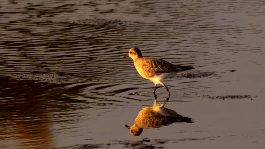 Snowy Plover