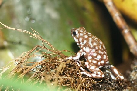 Small poison frog amphibian photo