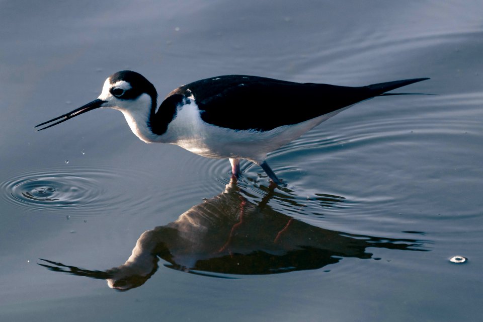 Black necked stilt with reflection