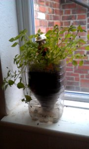 indestructible chickweed