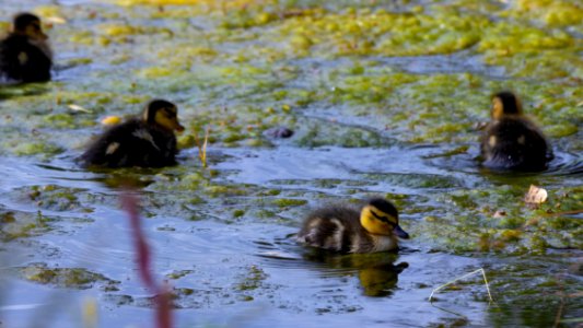 Ducklings and algae