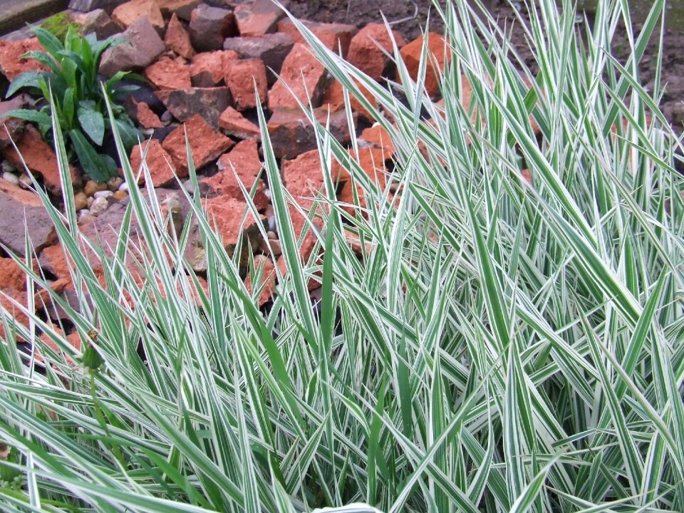 Garden strips ornamental