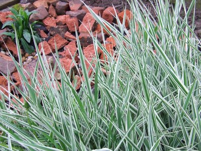 Garden strips ornamental