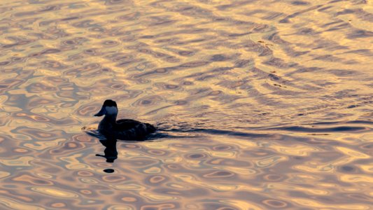 Idyllic Psychedelic Duck
