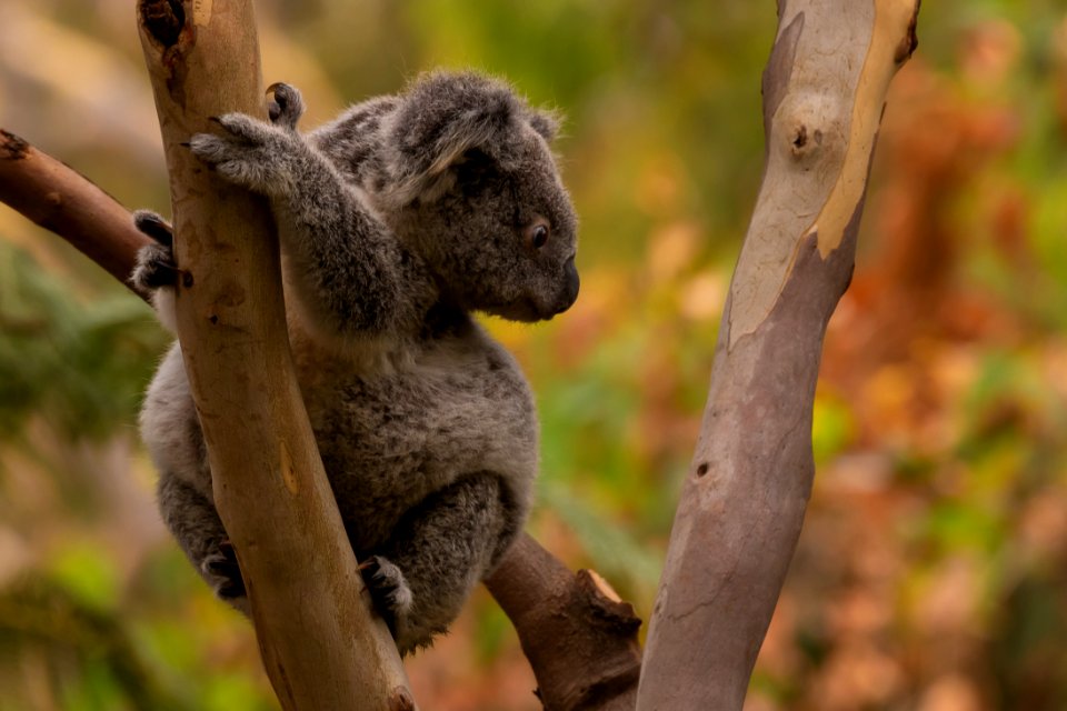 Koala