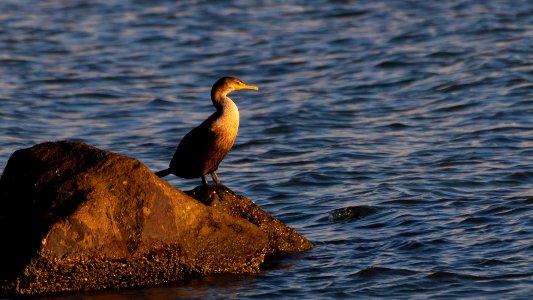 Cormorant on a rock