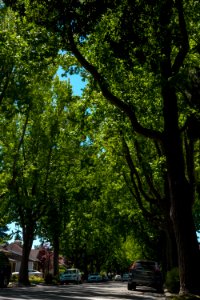 Tree Lined Street 2