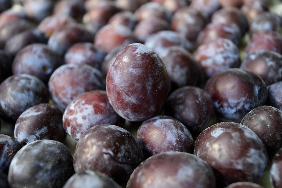 Red plum ripe organic food