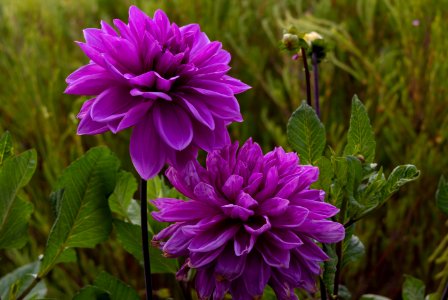 neighbourhood purple flower