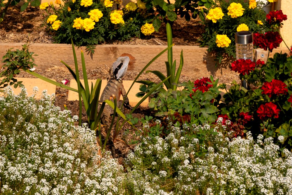 Water dragon amongst the flowers