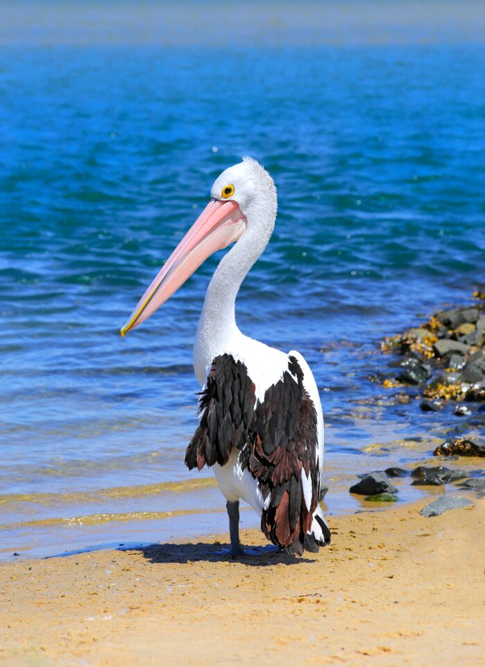 Water ocean bird