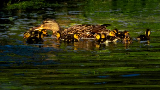 Ducklings with mother