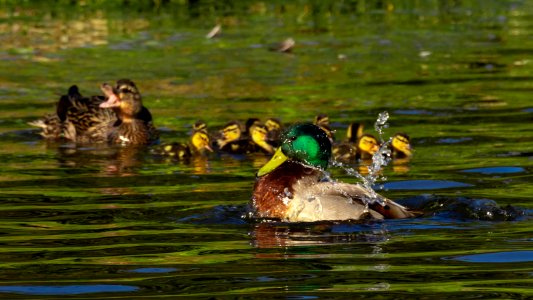 Splashing drake with ducklings in background