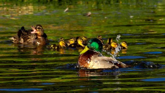 Splashing drake with ducklings in background photo