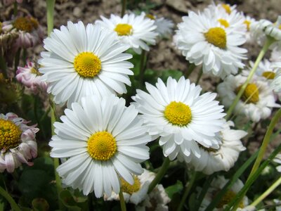 Flowers garden spring