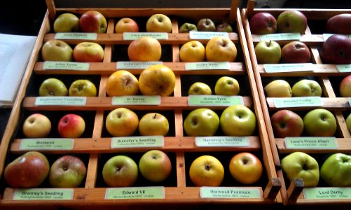 Apple trays at Stamford Apple Day