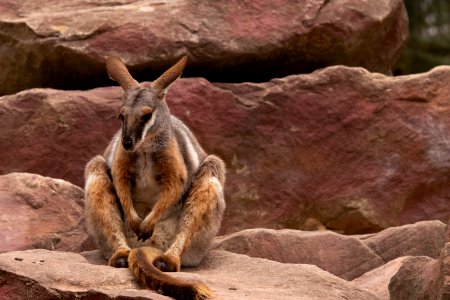 Rock Wallaby