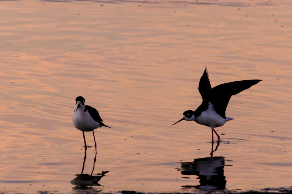 2 Black Necked Stilts