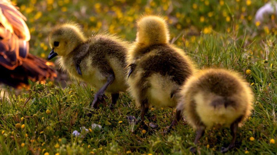 3 Goslings