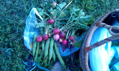 Early harvest from community allotment