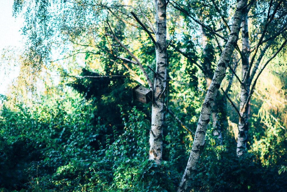 Nature green summer