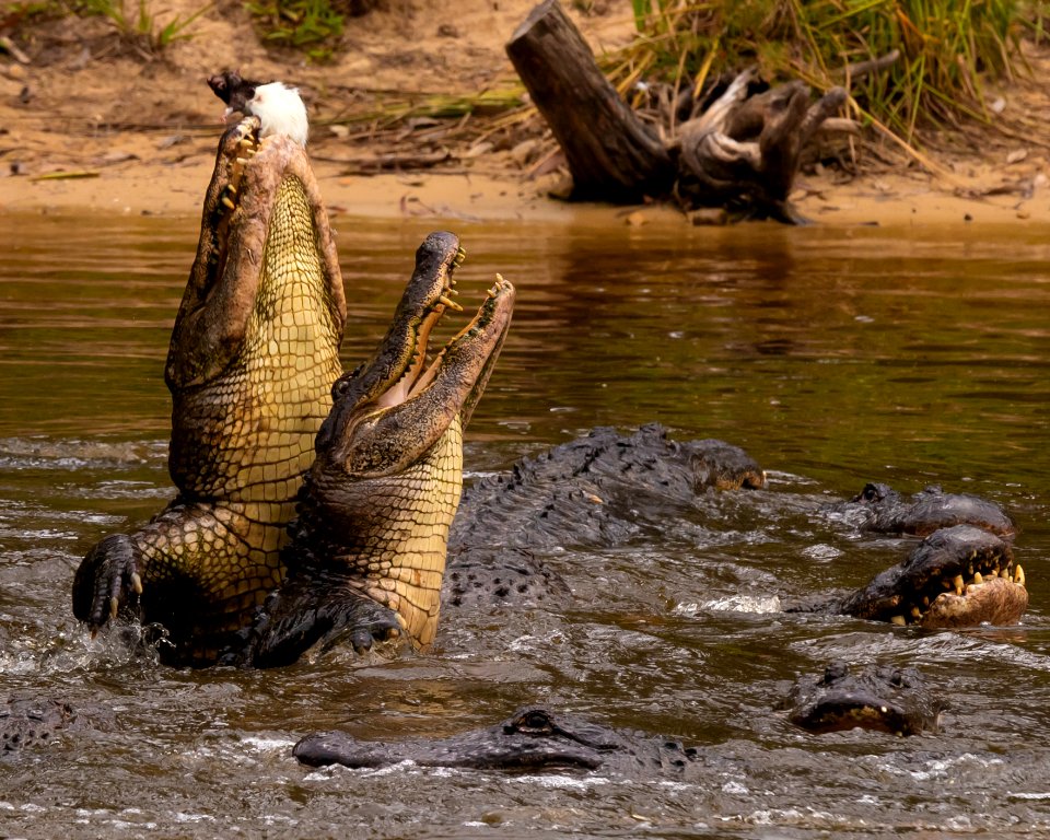 Alligators feeding 2