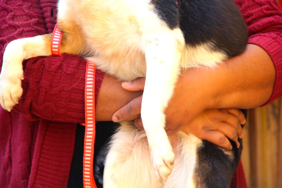 14.08.2018 - SMS - Doação de Cães - Fotos Marcel Avila
