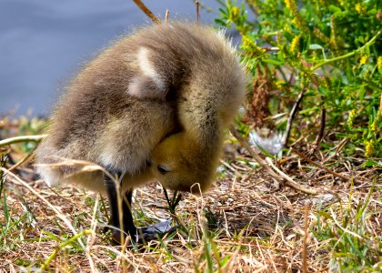 Gosling looking for keys