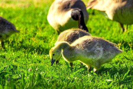 Gosling in the sun