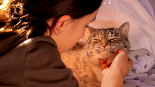 Cat getting chin rubbed photo