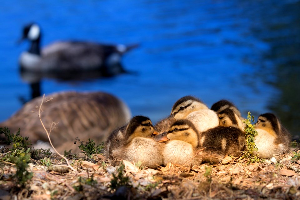 Ducklings with Geese in the background