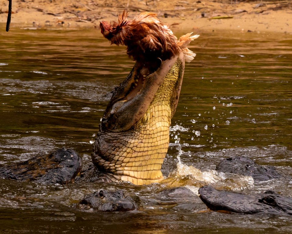 Alligator feeding 3