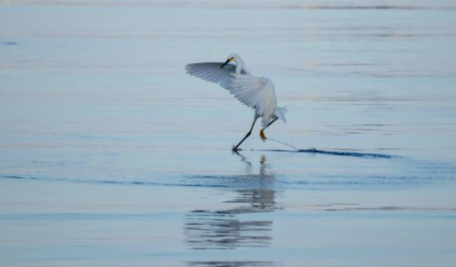 Egret with Yellow Feet Landing in Water
