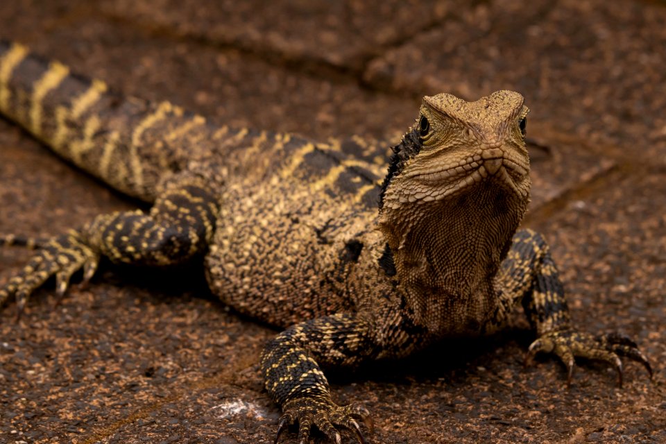 Water dragon