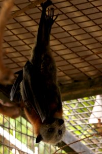 Flying Fox woken up from a nap