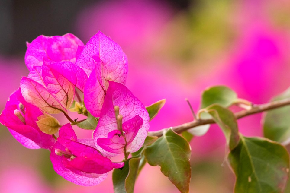 Pink flower taken with 400 mm