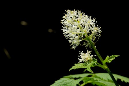 Actaea rubra