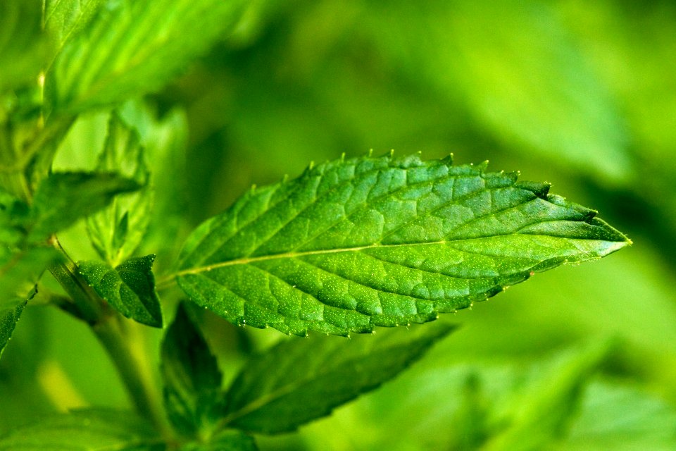 Mentha piperita