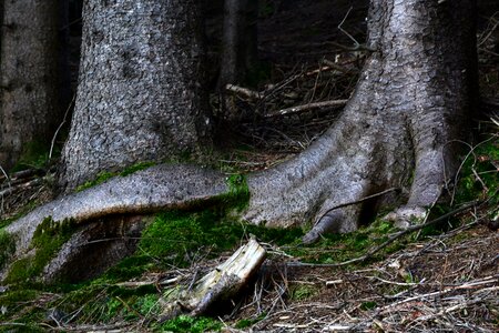 Nature tree wood photo