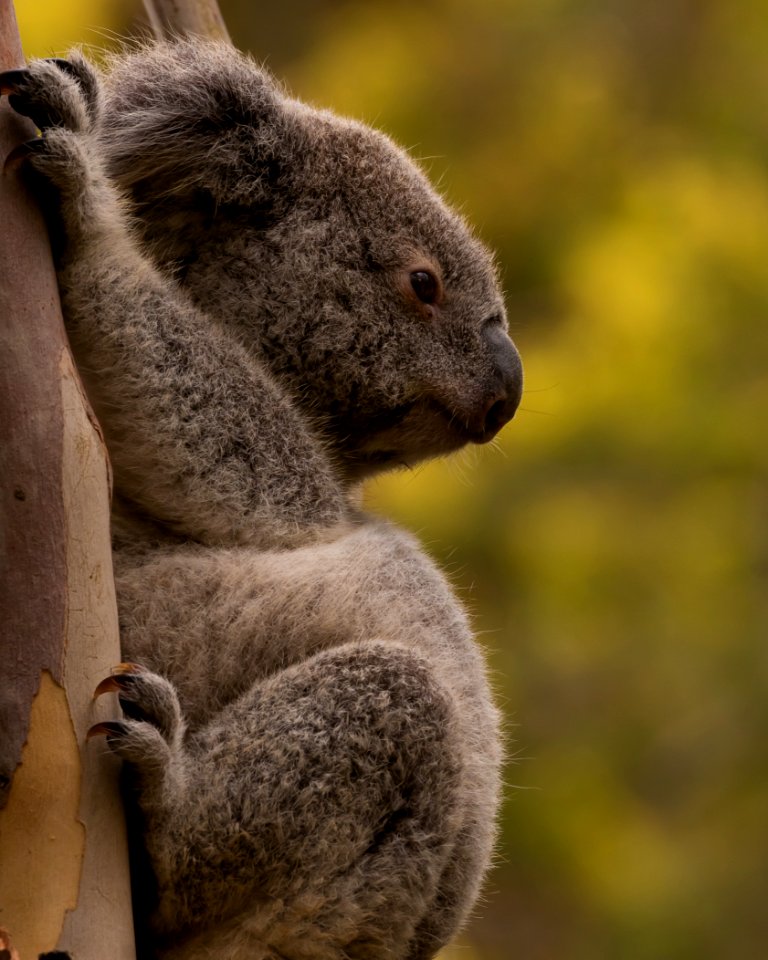 Koala 2