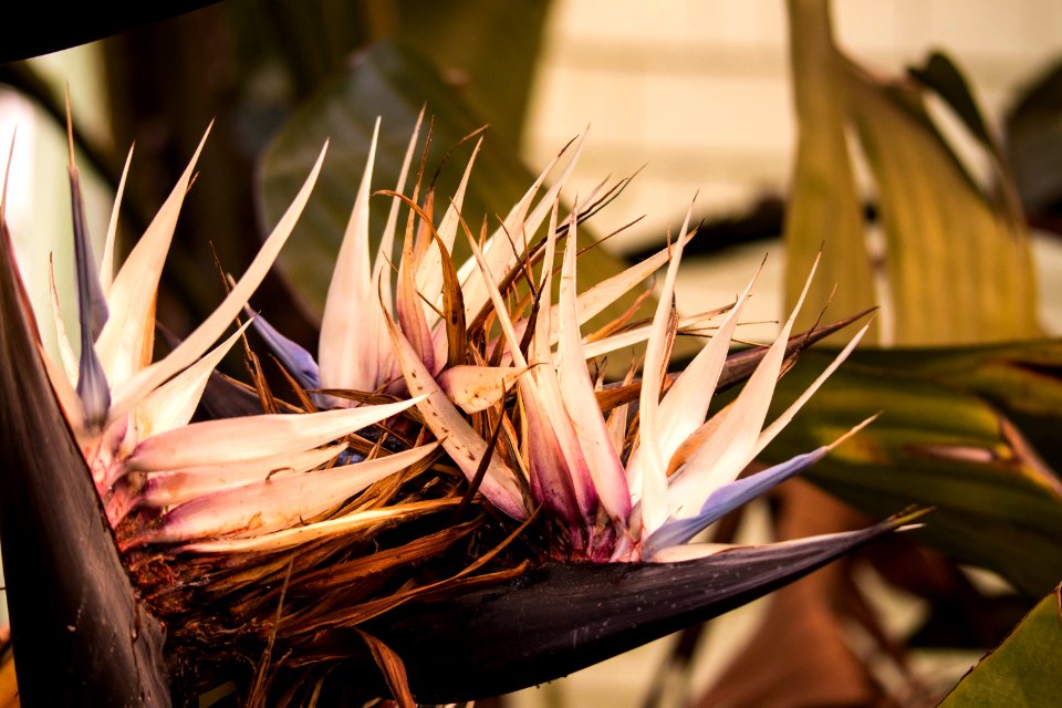Bird of Paradise Flower