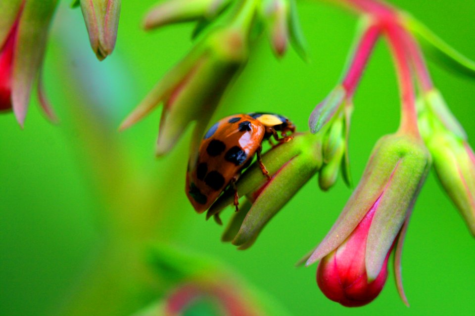 flowers...photojournaliste Muharrem Kasli   (92)