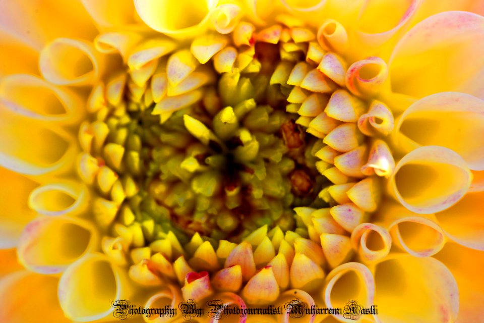 macro flowers-photography By photojournaliste  Muharrem Kasli (208)