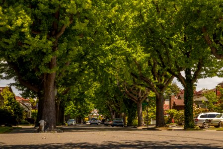 Tree lined street