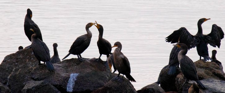 Comorants...mating season?