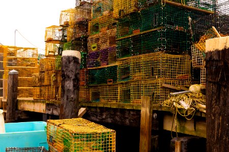 Lobster catching apparatus