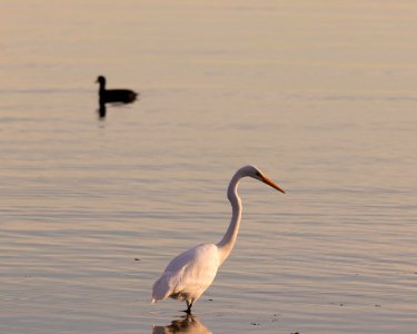 Great Egret and American Coot in background